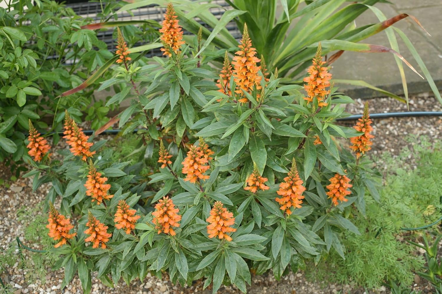 Isabelliana Flower Seeds for Planting, Heirloom, Non-GMO, 100 for planting in home garden